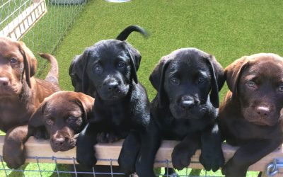 Waitlist for Labradors
